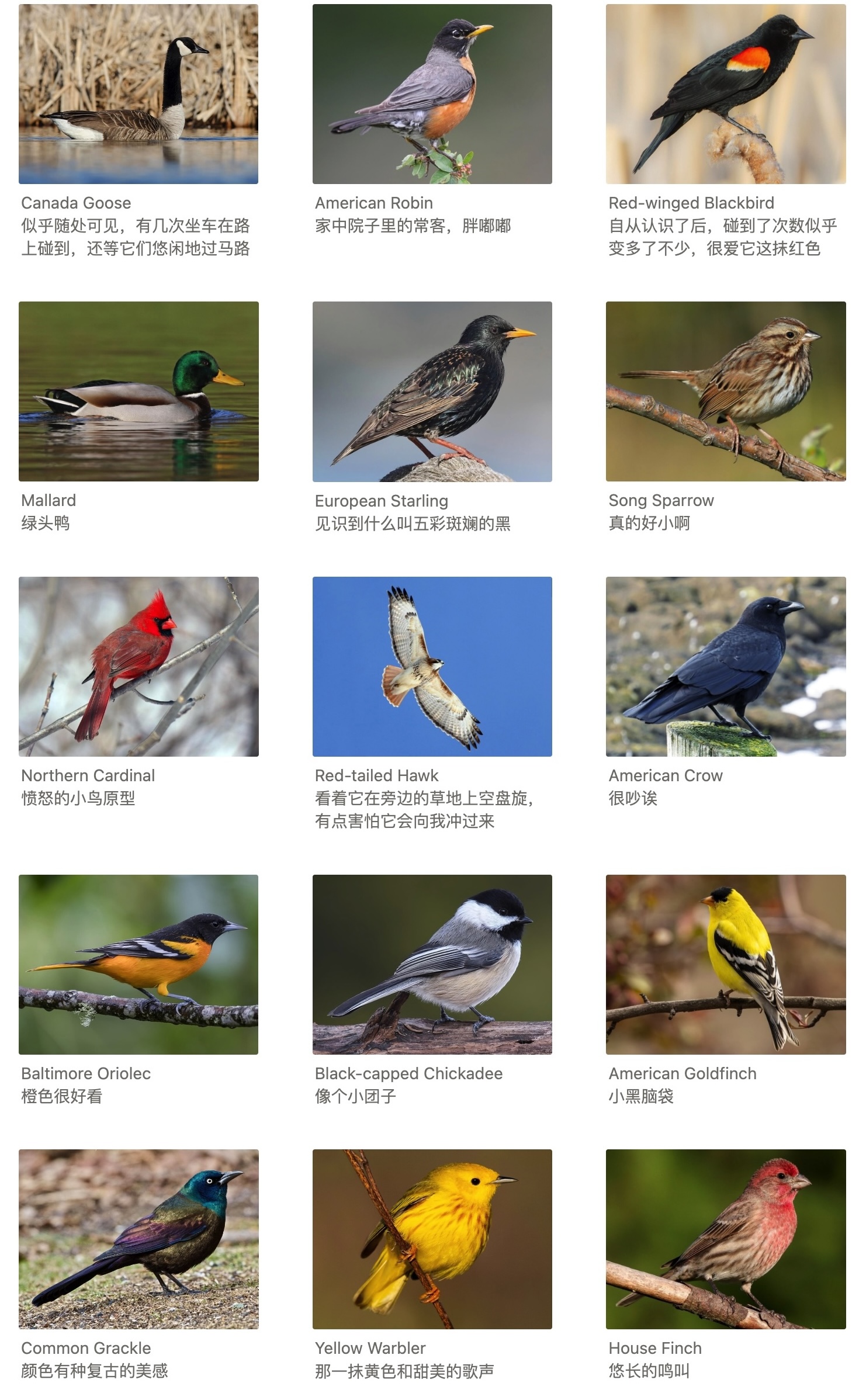 Bird List